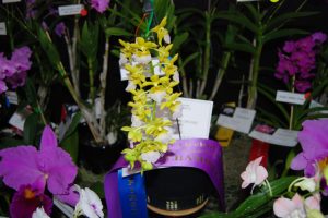 Events Flower In Wondai