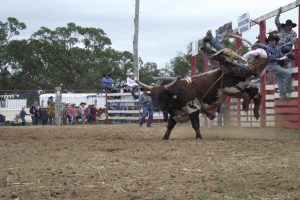 Blackbutt Show On This Saturday