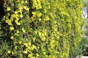 Cats Claw creeper Cats Claw Creeper Added<br> To National Weeds List