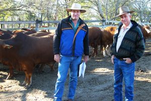 Buyers Hoof It To The South Burnett