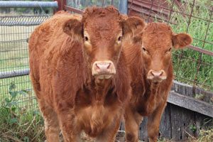 Cattle Tick Restrictions Eased