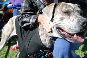 Pet Registration Fees To Rise 9pc