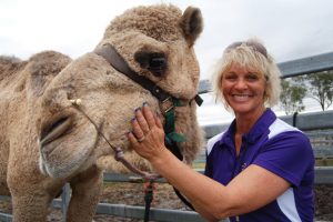 Camel Visitors Trek From Afar