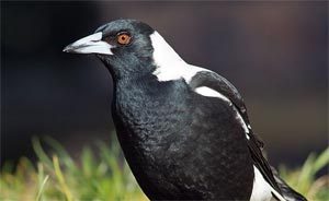 It’s Magpie Time Again!