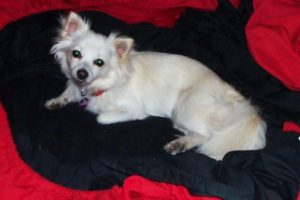 Family Grieves For Slain Pets