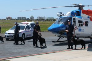Dogs Ready For Take-Off