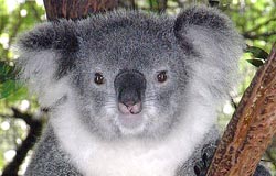 Grants To Help Koalas