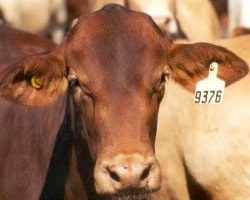 Graziers Reminded To Use Right Tags