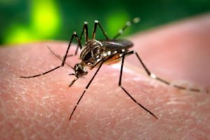 Qld Mozzies Capable Of Spreading Zika