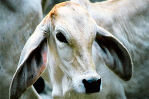 Two More Animals With BJD