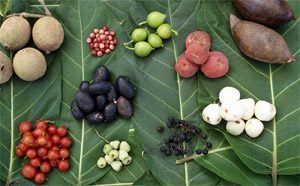 Council Joins Murri Munchies