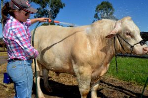 All Set For A Bumper Show!