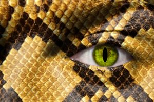 Young Artists Can Go<br> Wild And Win $1000