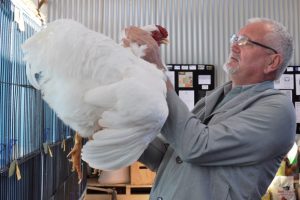 Chooks Flock to Kingaroy