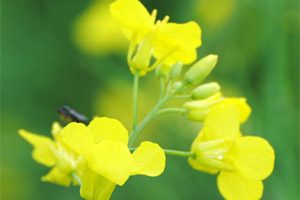 Warning To Canola Growers