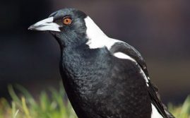 Bird Flu: Magpie Tests Positive