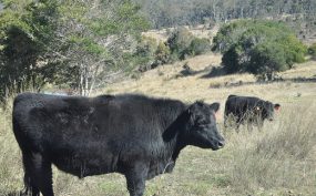 Review Targets Farm Red Tape