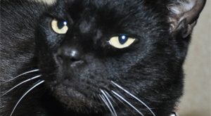 Cat Registrations To End?