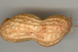 Peanut Mediation Begins