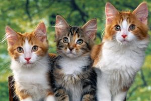 Council To Vote On Cat Fees