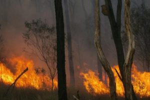 Large Grass Fire Near Durong