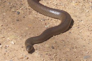 Spate Of Snake Bites Prompts Warning
