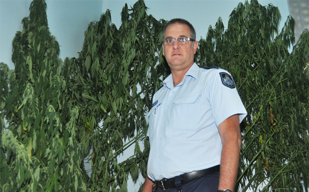 20140205 Cannabis plants