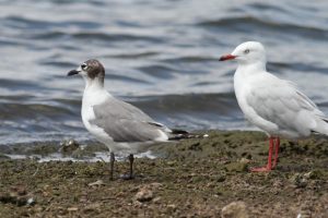 Rare Gull Has Birdwatchers<br> Flocking To Lake Barambah