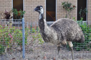 Wondai’s Beloved Emu Dies