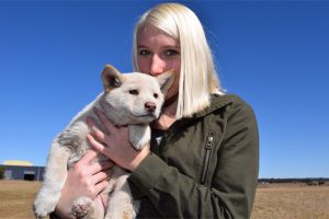 Dingoes Find A Young Friend