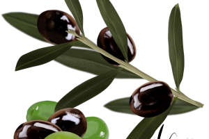 A Taste For Olives