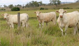 Murgon Buyer Pays<br> Top Price For Cow