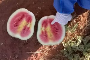 Melon Virus Found In Qld