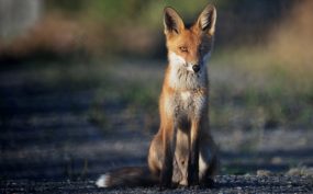 Bird Flu Found In Fox