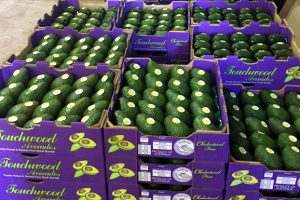 Avocado Exports A Step Closer