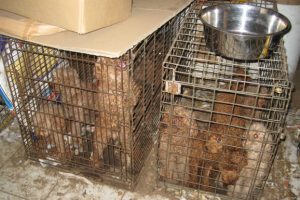 Have Your Say On ‘Puppy Farms’