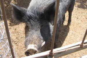 A Pig Ate My Evidence