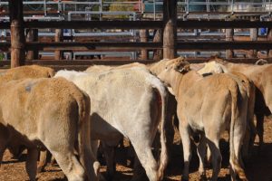 Numbers Up, Prices Ease At Murgon