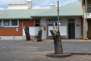Car Park Trees ‘To Be Replaced’
