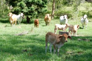 Forum To Focus On Pastures