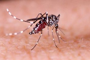 Dengue Fever Case Confirmed