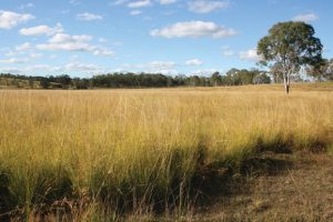 $13m Project To Target 10 Key Weeds