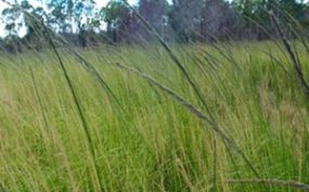 Focus On Giant Rat’s Tail Grass