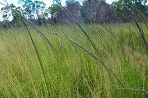Workshops On Invasive Grass