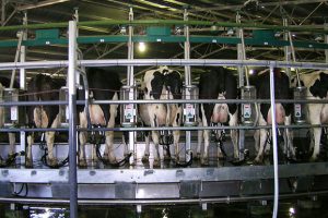 Dairy Producers Issue Drought Alert