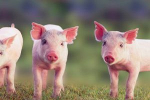 Pork Fest For Pig Producers