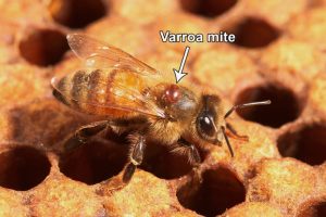 NSW Quits Fight Against Varroa