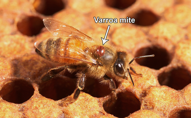 Varroa Mite Detected In Brisbane