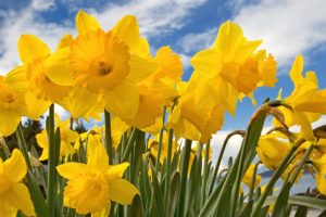 Daffodil Day Lunch This Friday