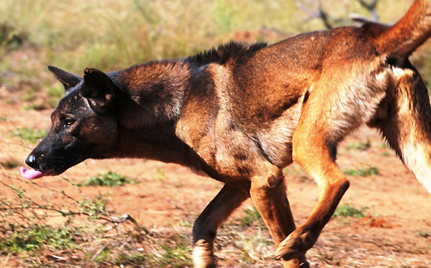 Council To Enforce Tough Dog Laws